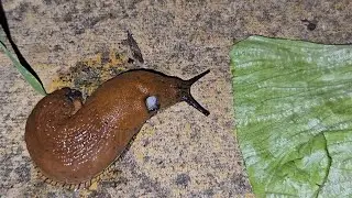 Slug Eating Lettuce