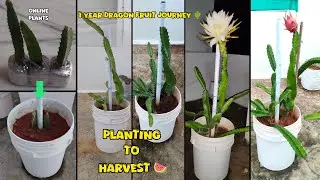 Обновление DragonFruit за 1 год 🌵 | От почки до цветения и сбора урожая | От почки до сбора урожа...