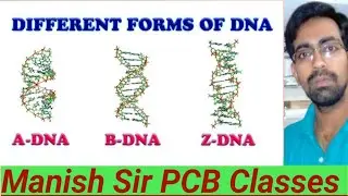 Types of DNA_Forms of DNA