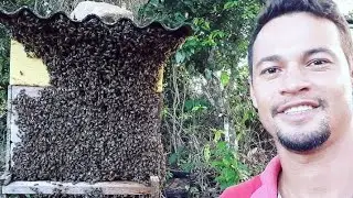 Recuperação De Enxame Zanganeira