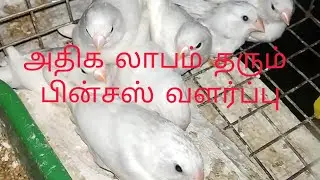 Finches valarpu tamil / finches breeding tamil / finches valarpu thagavalkal