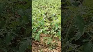 organic tomoto farming #shorts #tredingshorts #ytshorts #viralvideo #youtubeshorts