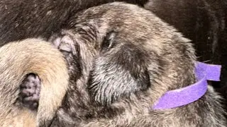 2.5 week old American Molossus updates