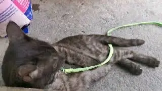 luna has daily routine popo, eating, exercise, sleeping 😻vlogemily fonte💋😽&hearts;️