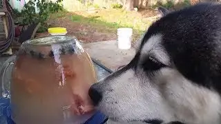 DIY HOW TO KEEP YOUR DOG COOL IN SUMMER Featuring Tonka the Alaskan Malamute