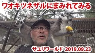 【サユリワールド】ワオキツネザルにまみれてきました！（2019年09月23日）