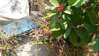 &ldquo;The Leaf That Heals Itself: Nature&rsquo;s Built-In Repair System&rdquo;