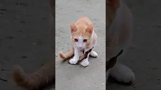 Tomi the cat discovers a new toy #catlovers