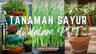 MODAL WADAH BEKAS! Inilah Rekomendasi TANAMAN SAYUR DALAM POT: Konsep URBAN FARMING di Lahan Sempit!