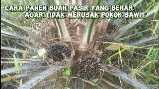 cara yang benar panen buah pasir kelapa sawit umur 3,5 tahun