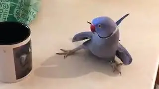 Grappige vogel filmpjes😂😂❤❤