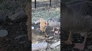 Goose Is Loose and Helping In The Garden!