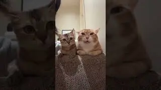 #catvideos   #kitten Cute Cat，可愛い子猫，귀여운 고양이，Gatito Lindo，Chaton Mignon，S&uuml;&szlig;e Katze，Gato Fofo，