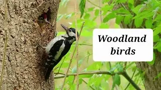 UK woodland birds | Bristol 2025