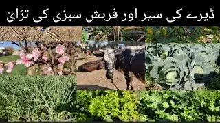 Village beauty treat for eyes |Picking of vegetables||Huda's Kitchen