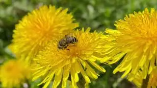 How lovely 🐝🌷💐❤️