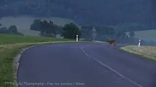 Bieszczady - Koziołek (Roebuck) powoli przechodzi przez gł&oacute;wną drogę. Prędkość ma znaczenie!