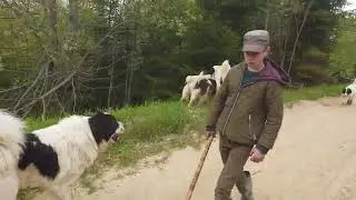 Вівчарство в Карпатах. Народне ремесло та вікова культура