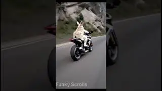 The Fastest Bunny on Two Wheels! #unfrezzmyaccount