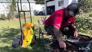 Planting apricot  seeds and peach seeds in containers