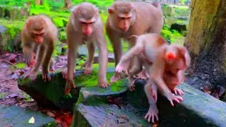 The Easy Way to Learn About Monkeys Without Getting Bored