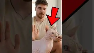 Why Do Sphynx Cats Cuddle So Much? #sphynx #cat #pets