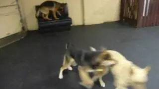 crazy dogs at Chicago doggie daycare
