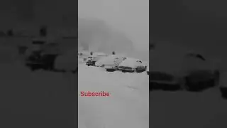 Murre