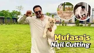 Sultan ki sharartein😍 Leo aur Simba ka piyar🫶🏻(mian saqib)