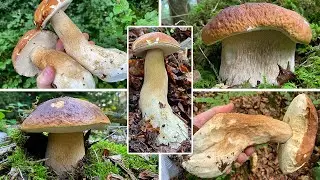 Steinpilze | Fichtensteinpilze | Sommersteinpilze | Boletus edulis & aestivalis | Sommerausblick
