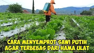 Cara menyemprot sawi putih agar terbebas dari hama ulat