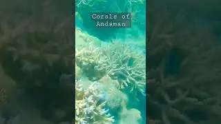 Snorkeling in Elephanta beach #andaman #havelock #snorkling #coralreef #shorts