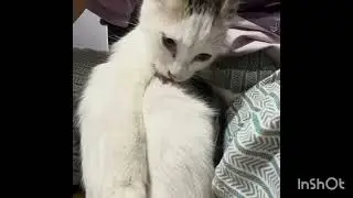 My Cat&rsquo;s Very Serious Self-Care Routine