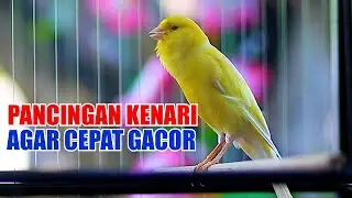 PANCINGAN EFEKTIF, KENARI PAUD, KENARI MUDA, KENARI MACET CEPAT GACOR