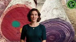 Padauk vs Rosewood | Wood Price, Durability & Uses Comparison | AtoZ Wood Company