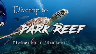 DOLIN DIVE CENTER - DIVING TRIP to PARK REEF in BAVARO, Punta Cana, DOM REP