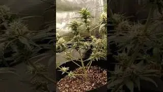 California kush Growin week5 flower #medicinalplants 🙌🏽