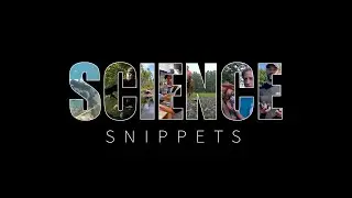 Science Snippets: Fisheries Independent Monitoring Fish ID