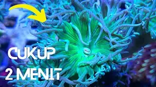 How to Treat Sick Corals, Cheap and Uncomplicated!