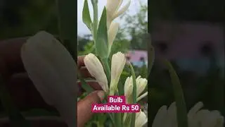 Pearl Tuberose bulb Available Rs 50 whats app no 9360719080