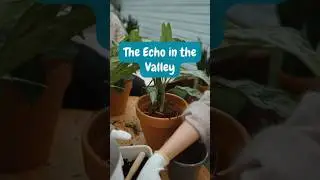The Echo in the Valley #challenge #motivation #lifequotes #ponderlife #facts #spider #transformation