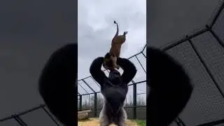 Bro sent him to another dimension 🚀 #funny #cgi #simulation #animals #humor #shorts #viral #Shorts