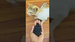 Satisfying Cat ASMR 🌈 Beads Reverse Fun | Meow fun tv #cuteanimal #cat #cute #satisfying#funny#kitty