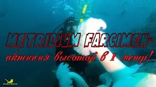 Metridium farcimen- актиния высотой 1 метр!