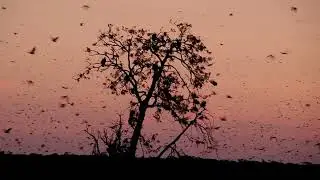 Kasanka, migration of the fruit bats.