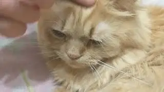 Рыжий контент или не контент