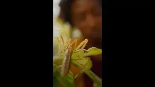 You can make some small changes to help out the bugs in your backyard 🐛 #ARealBugsLife