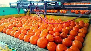 Orange Polish With Modern Machine | Dera Sajna Da