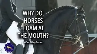 WHY DO HORSES FOAM AT THE MOUTH? - Competition Mastery TV Episode 17