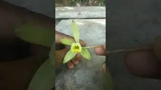 How to pollinate vanilla flower artificially  part 01 👣🌾🌳